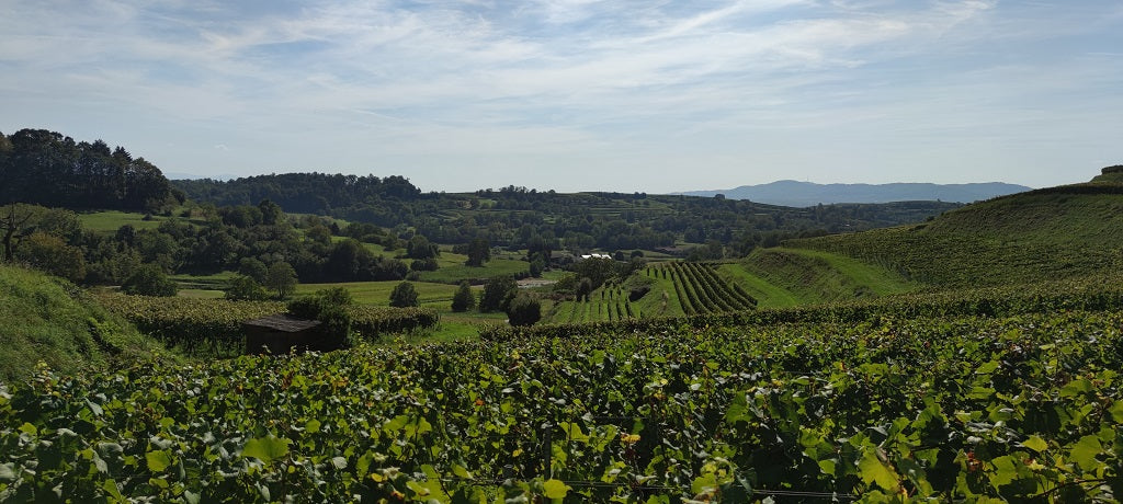 Blick auf den Weinberg