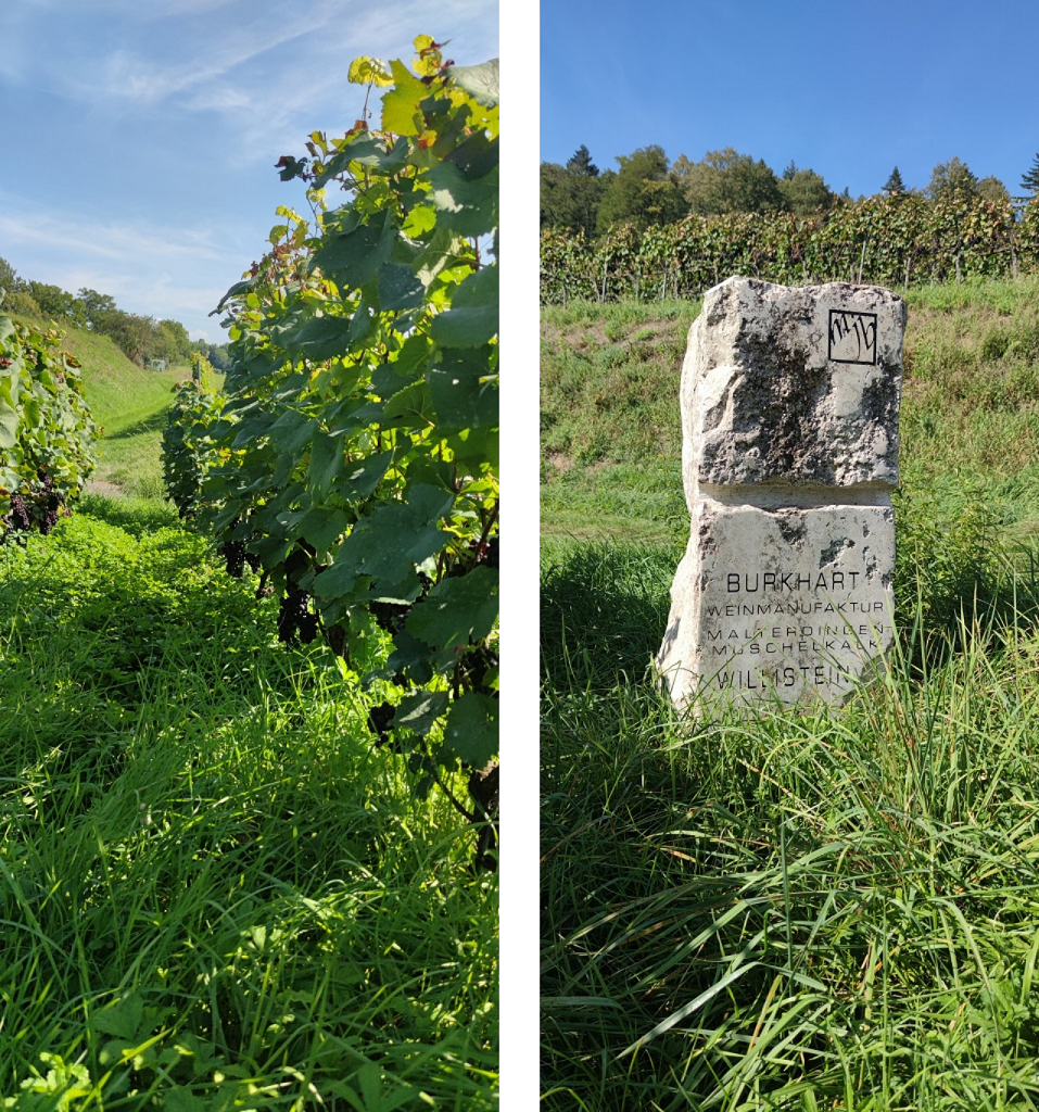Foto Collage von Weinreben und dem Infostein der Weinmanufaktur Burkhart in Malterdingen